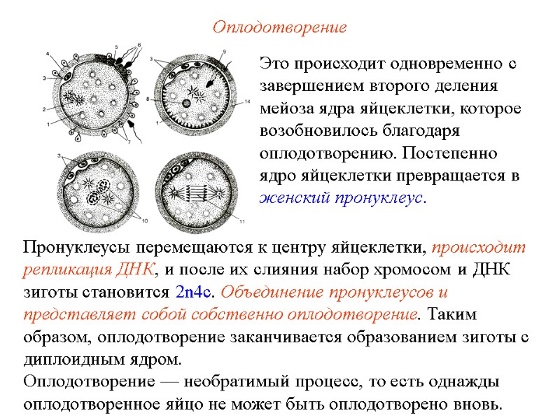 Оплодотворение Пронуклеусы перемещаются к центру яйцеклетки, происходит репликация ДНК, и после их слияния набор Оплодотворение Пронуклеусы перемещаются к центру яйцеклетки, происходит репликация ДНК, и после их слияния набор